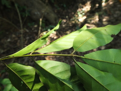 Actinodaphne bourdillonii