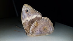 Opsiphanes tamarindi
