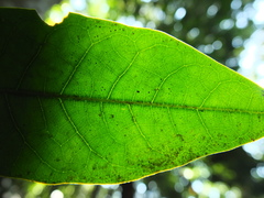 Actinodaphne bourdillonii