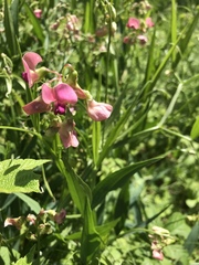 Lathyrus