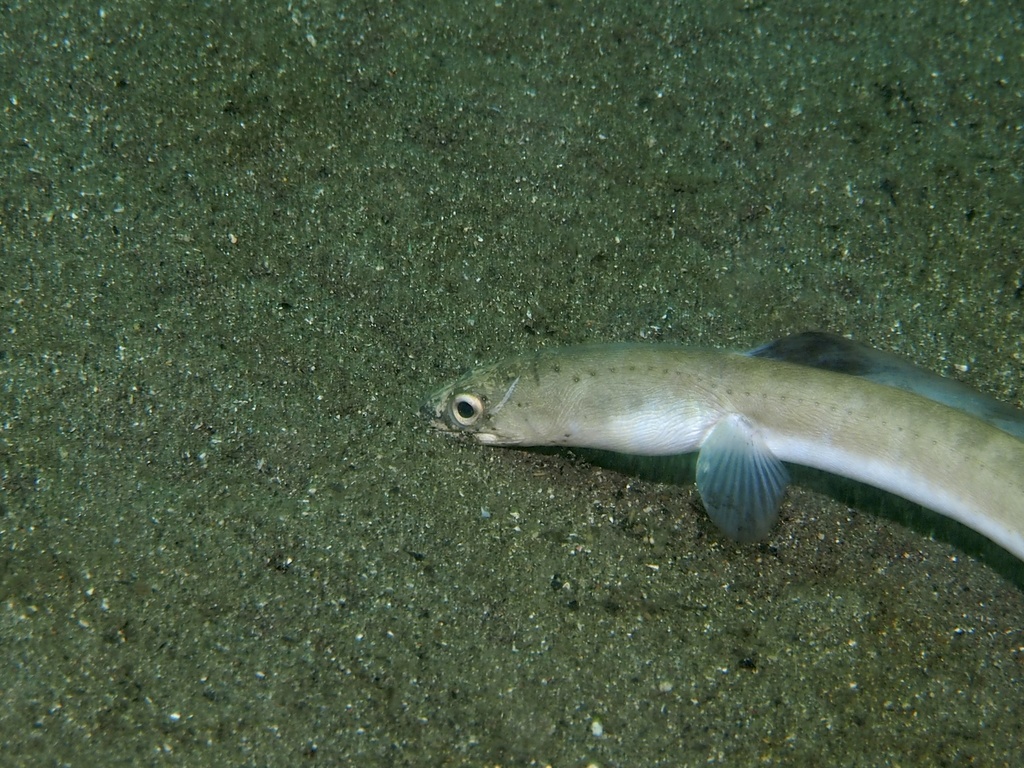 Silvery Conger