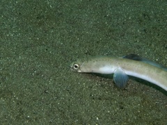 Silvery Conger photo 1