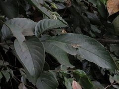 Erythrina rubrinervia