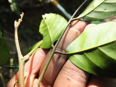 Actinodaphne bourdillonii