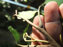 Actinodaphne bourdillonii