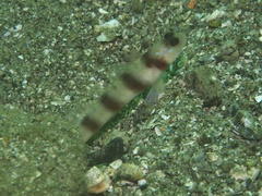 Amblyeleotris japonica
