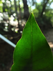 Actinodaphne bourdillonii