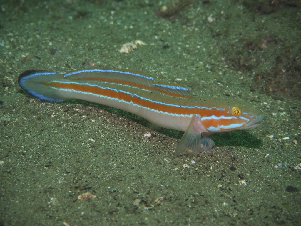 Maiden Goby