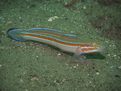 Pterogobius virgo