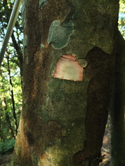 Actinodaphne bourdillonii
