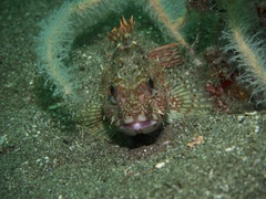 Sebastiscus marmoratus