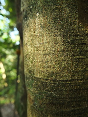 Actinodaphne bourdillonii