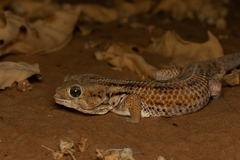 Frog-Eyed Gecko photo 3