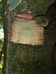 Actinodaphne bourdillonii