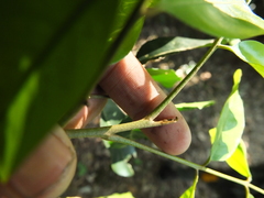 Actinodaphne bourdillonii