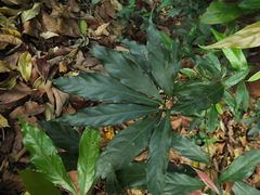 Actinodaphne bourdillonii