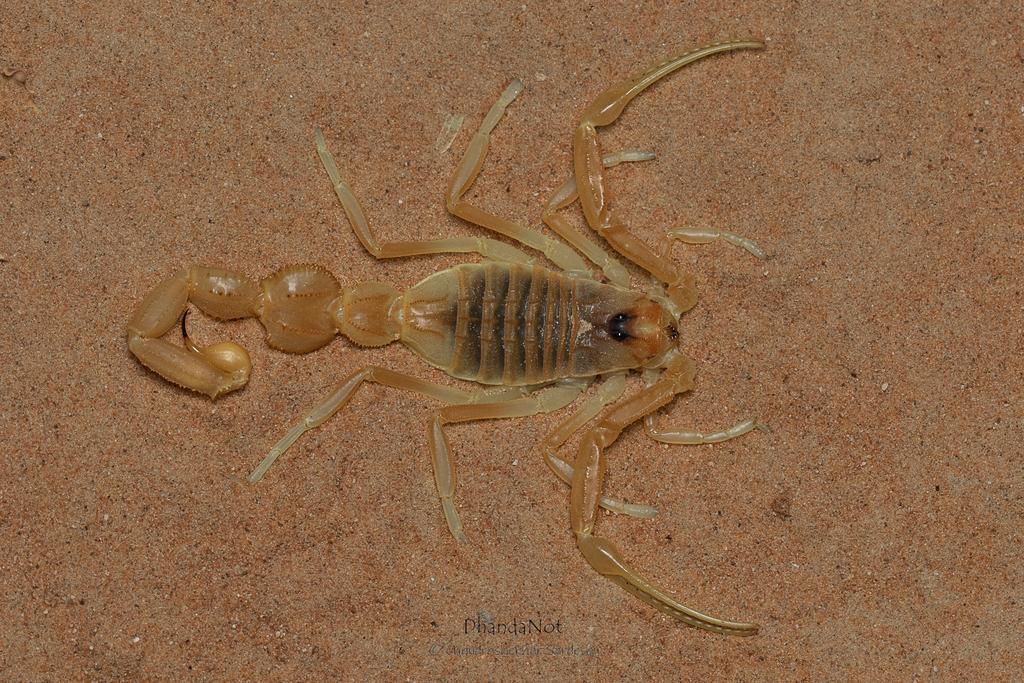 Apistobuthus pterygocercus