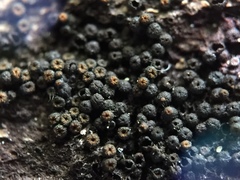 Byssosphaeria rhodomphala