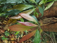 Actinodaphne bourdillonii