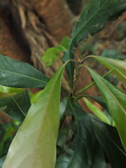 Actinodaphne bourdillonii