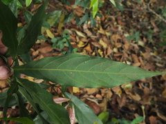 Actinodaphne bourdillonii