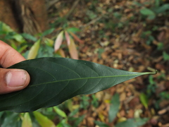 Actinodaphne bourdillonii