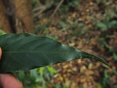 Actinodaphne bourdillonii