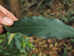 Actinodaphne bourdillonii