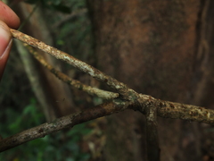 Actinodaphne bourdillonii