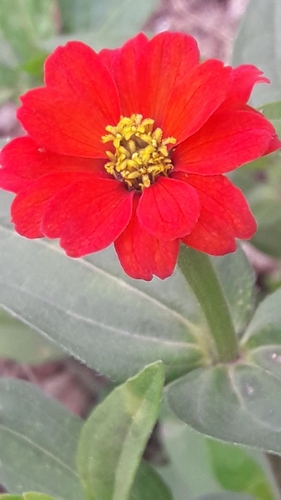 Zinnia peruviana