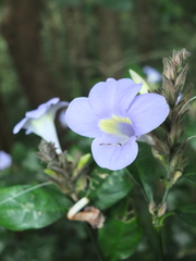 Barleria courtallica