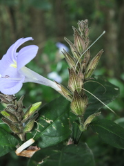 Barleria courtallica