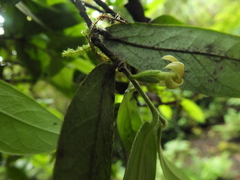 Diospyros saldanhae