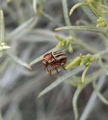 Cryptocephalus venustus