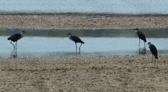 Egretta picata