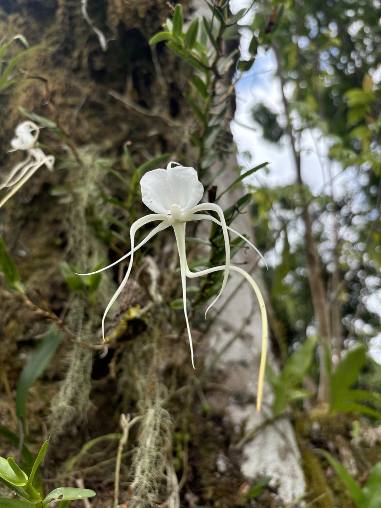 Angraecum germinyanum