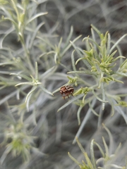 Cryptocephalus venustus