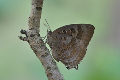Arhopala amantes