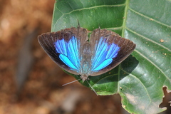 Arhopala amantes
