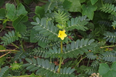 Tribulus cistoides