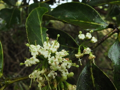 Psydrax umbellata