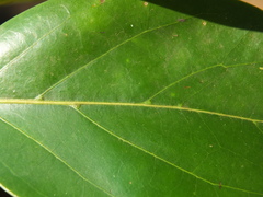 Psydrax umbellata