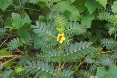 Tribulus cistoides