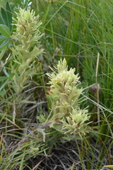 Castilleja cervina