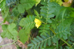 Tribulus cistoides