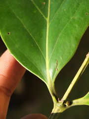 Psydrax umbellata