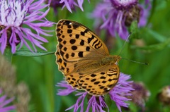 Argynnis laodice