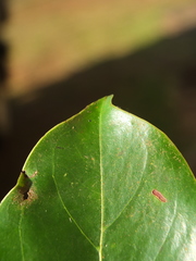 Psydrax umbellata