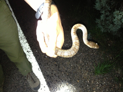 Pantherophis bairdi