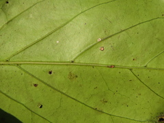Psydrax umbellata